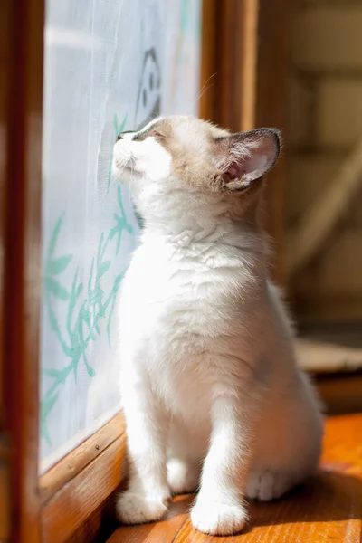 Kotek z bliska pomieszczeniu — Zdjęcie stockowe