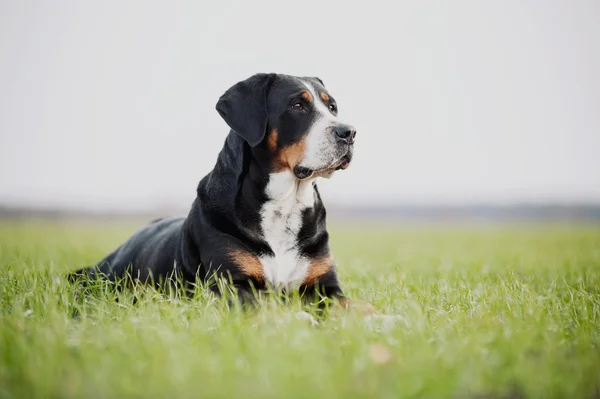 Stunning rottweiler guardian — Stock Photo, Image