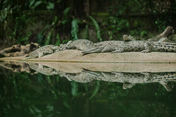 Singapore zoo: krokodil — Stockfoto