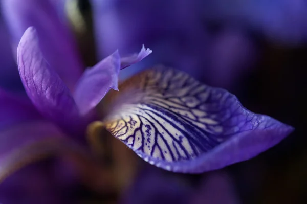 Lirios de flores — Foto de Stock