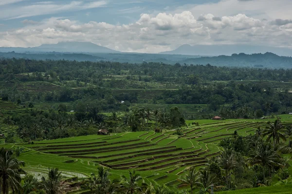 Tea plantations in Indonesia, Bali — Stock Photo, Image