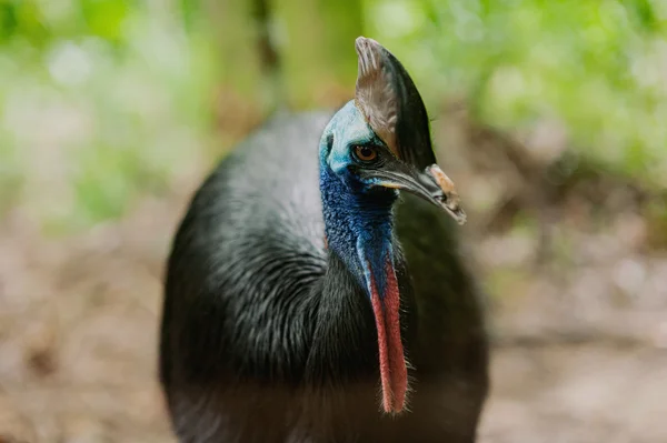 Casuarius — Stock fotografie