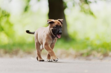 Belçika Çoban Köpeği (Malinois) )