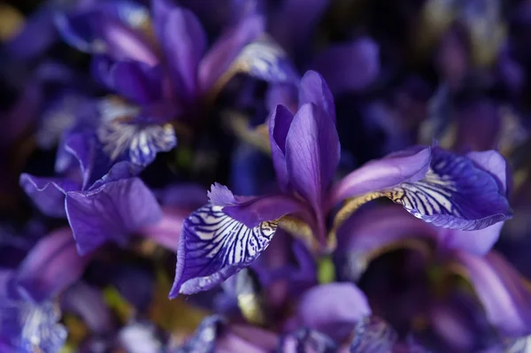 Bouquet of blue irises — Stock Photo, Image