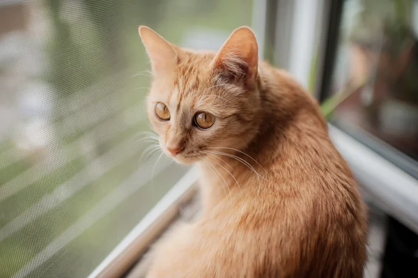 Gato rojo — Foto de Stock