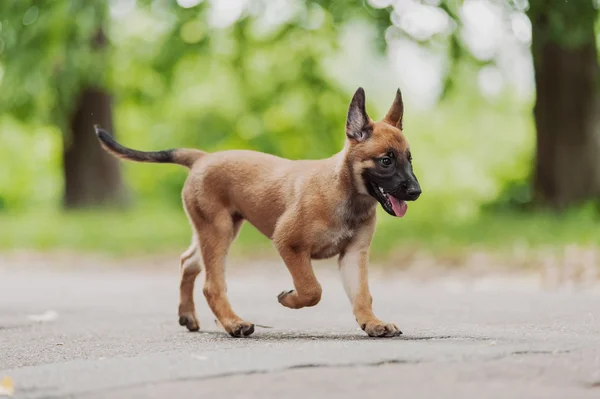 Belgian Shepherd Dog ( Malinois ) — Stock Photo, Image