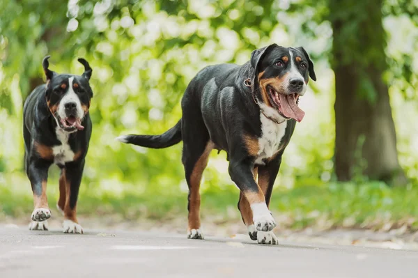 Greater Swiss Mountain Dog — Stock Photo, Image