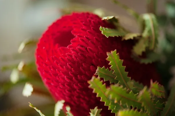 Bouquet of flowers — Stock Photo, Image