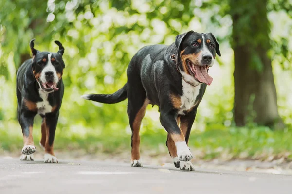 Großer Schweizer Sennenhund lizenzfreie Stockbilder