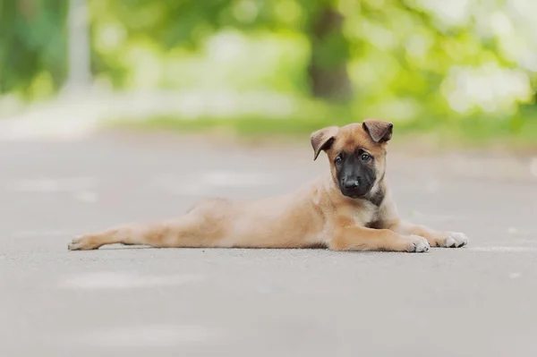 Belgischer Schäferhund (malinois) ) lizenzfreie Stockbilder