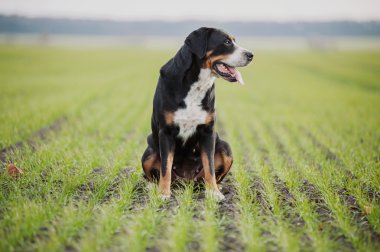 Daha Büyük İsviçre Dağ Köpeği