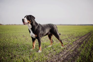 Daha Büyük İsviçre Dağ Köpeği