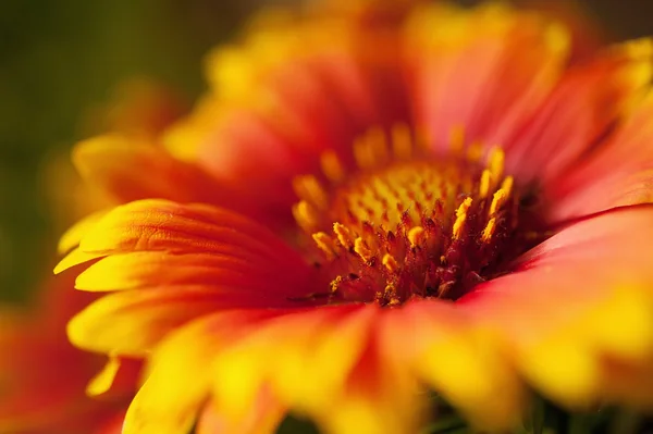 Flores naranjas — Foto de Stock