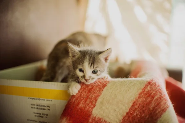 Μικρή γατούλα — Φωτογραφία Αρχείου
