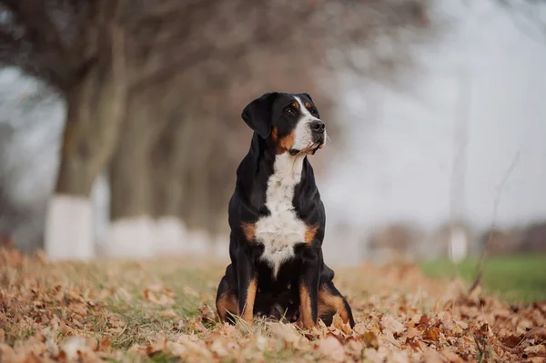 Greater Swiss Mountain Dog — Stock Photo, Image