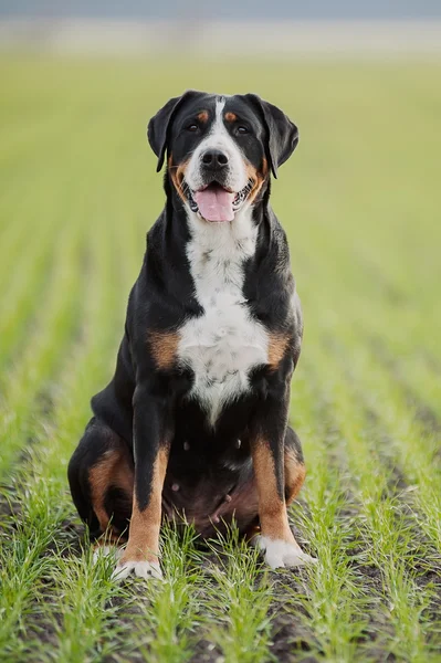 Большая швейцарская горная собака — стоковое фото