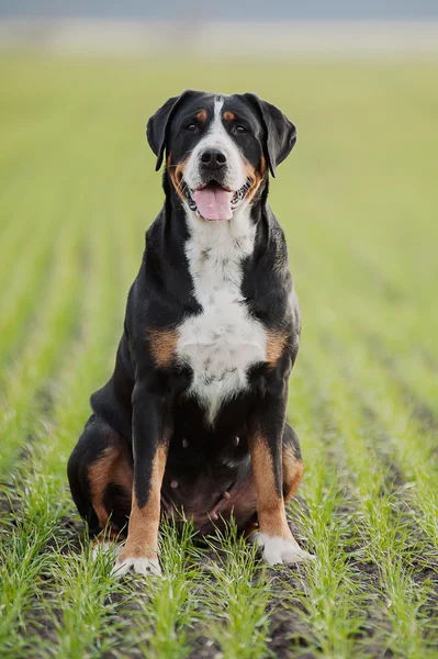 Cane di montagna svizzero maggiore — Foto Stock