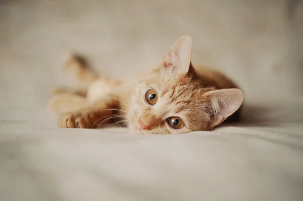 Jengibre gato — Foto de Stock