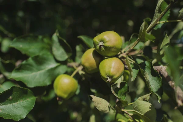 Jabłka na gałęzi — Zdjęcie stockowe