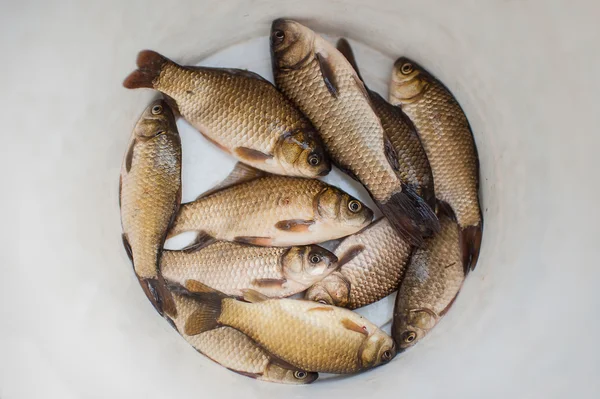 Der Fisch im Eimer Stockfoto