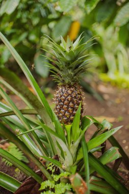 Büyüyen bir doğa üzerinde ananas