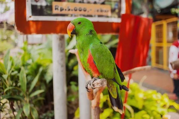 Stora vackra färgglada papegoja — Stockfoto