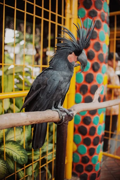 Büyük güzel renkli papağan — Stok fotoğraf