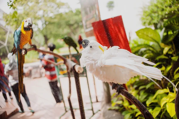 Big beautiful colorful parrot — Stock Photo, Image