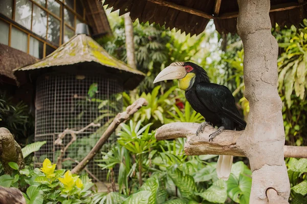 Grande pappagallo nero — Foto Stock
