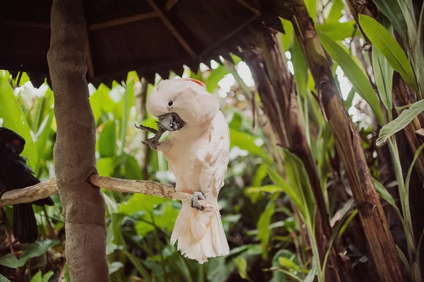 Gran hermoso loro colorido — Foto de Stock