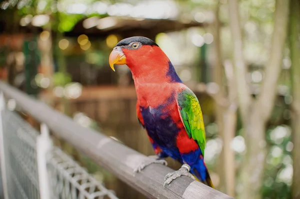 Grande bello colorato pappagallo — Foto Stock