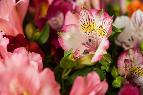 Ramo flores coloridas alstroemeria — Foto de Stock