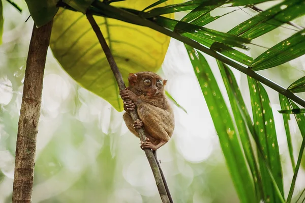 Philippinischer Sarangani-Tarsier lizenzfreie Stockbilder