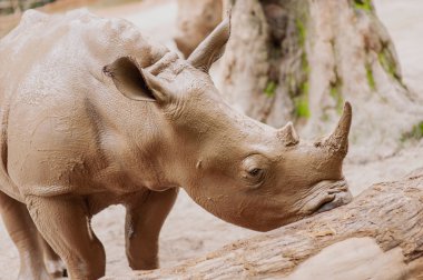 büyük güzel gergedan