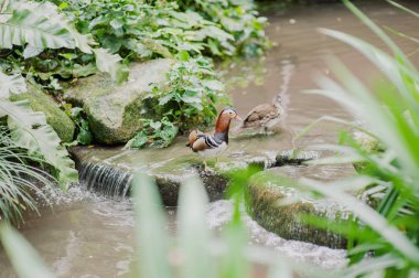 renkli mandarin ördeği (AIX galericulata)