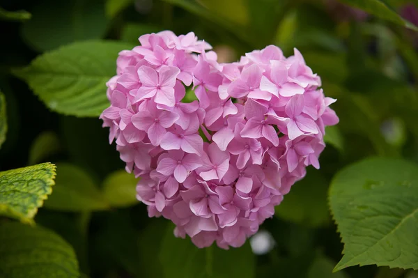 Roze hortensia — Stockfoto