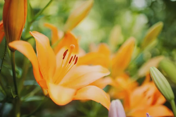 Schöne orangefarbene Lilie — Stockfoto