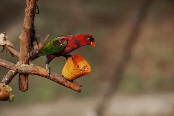 Schöner bunter Papagei auf einem Ast — Stockfoto
