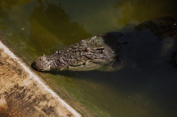 Grande Aligatore in acqua — Foto Stock