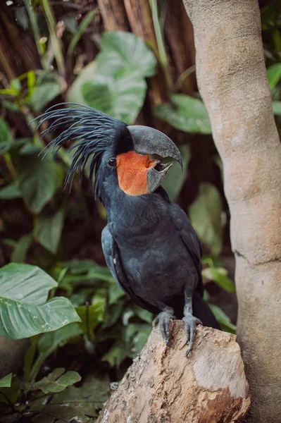 블랙 앵무새 앵무새 — 스톡 사진