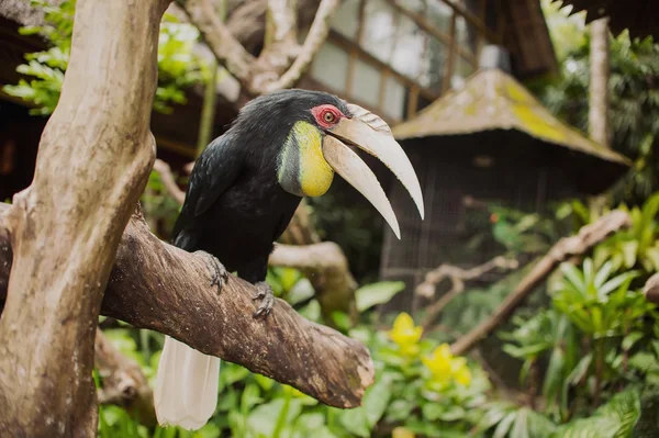 Grande pappagallo nero — Foto Stock