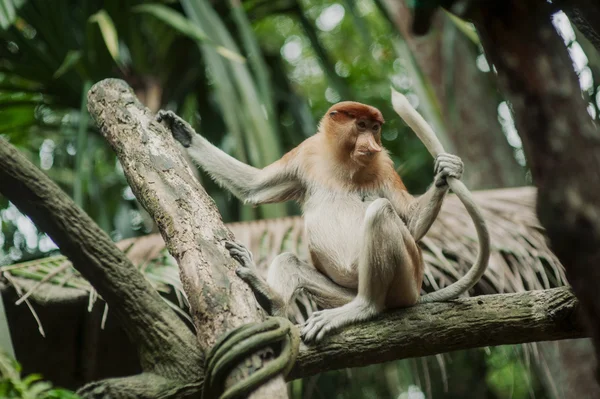 Kakha or Proboskis ( Nasalis larvatus ) - large monkey with big — Stock Photo, Image