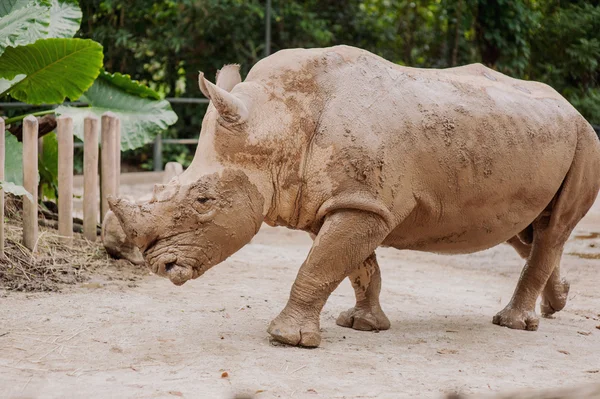 Huge beautiful rhinoceros — Stock Photo, Image