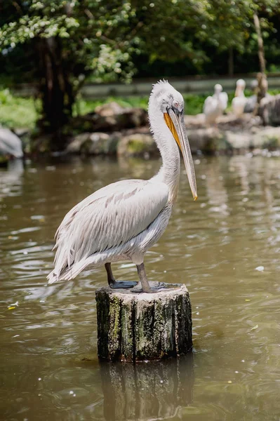 Big beautiful pelican — Stock Photo, Image