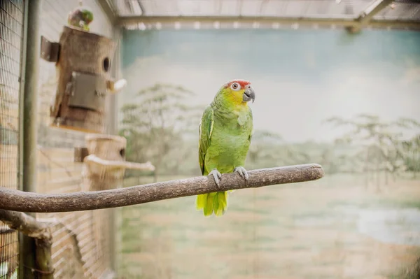 Bellissimo pappagallo colorato su un ramo — Foto Stock