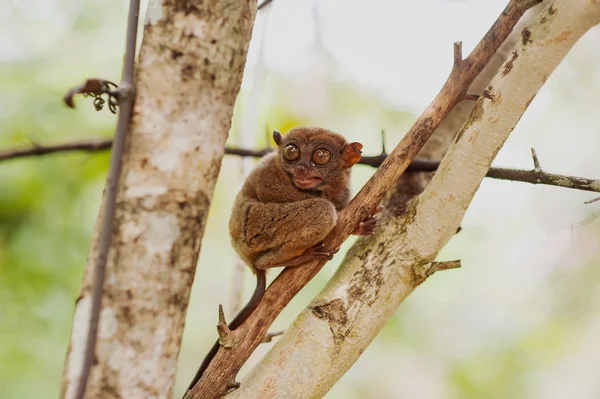 Philippinischer Sarangani-Tarsier Stockfoto