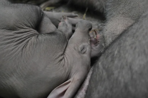 Aardvark.Orycteropus afer — 스톡 사진