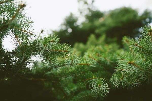 köknar-tree.new yıl