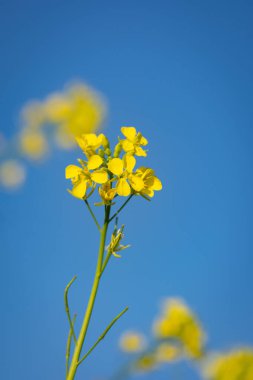 Güzel sarı ve yeşil hardal çiçekleri