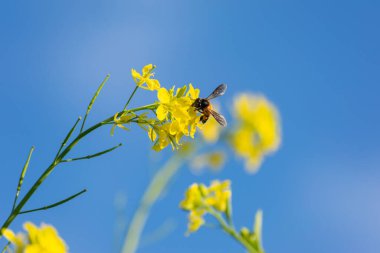 Bal arısı sarı hardal çiçeğinin polenini topluyor